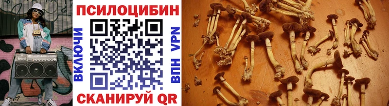 MEGA   Дивногорск  Псилоцибиновые грибы Cubensis 